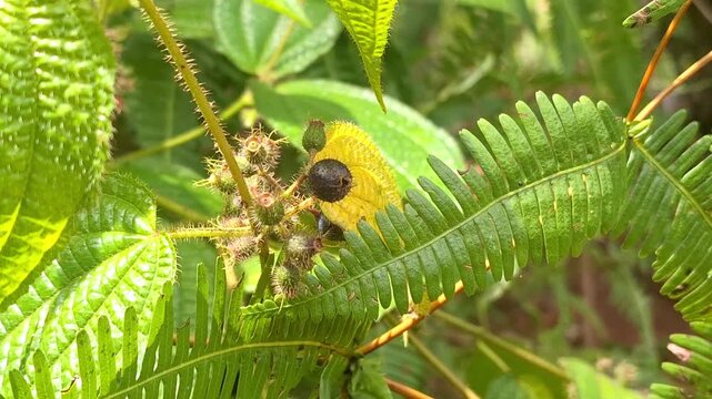 Close-up of Clidemia hirta berries, a wild tropical shrub known for its hairy leaves and dark purple fruits. Also called Karendong or Soapbush, this plant often grows in Indonesian plantations