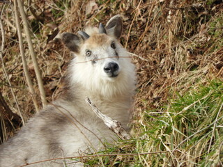 ニホンカモシカ