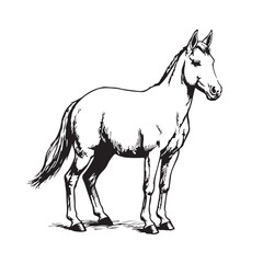 Obraz premium Horse Sketch Line Drawing Illustration, Stallion Animal Vector Art, Equestrian Horse Clipart Design, Vintage Hand Drawn Horse Graphic, Black White Horse Outline Pack, Farm Animal Illustration Collecti