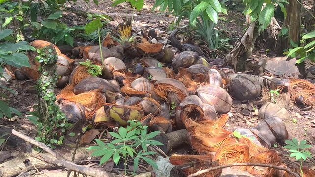 A large pile of discarded coconut husks or coir on the ground. These organic materials are commonly used for making planting media, fuel, or industrial fiber products.