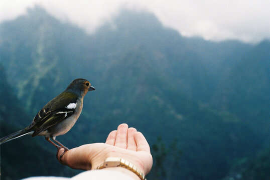 Bird Sitting On Hand In Madeira Mountains