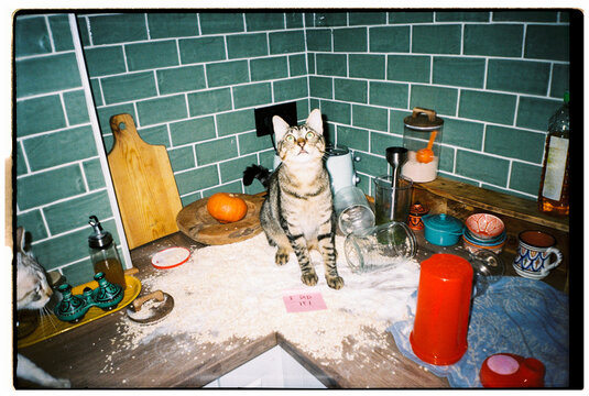 Cat kitchen mess