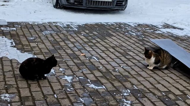 Outdoor common cats cold winter snow covered climate, black tabby feline pet