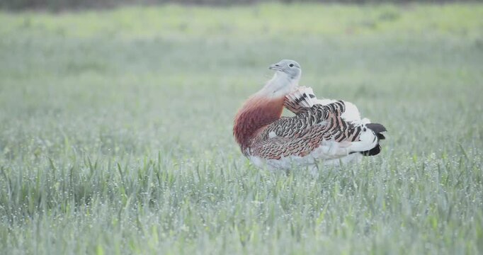 A male great bustard in full courtship display, with inflated gular pouch, in the meadow during the spring breeding season, in La Mancha, Spain.