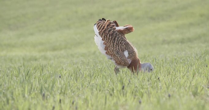 A male great bustard manipulating a stick in the meadow during the spring breeding season, in La Mancha, Spain.