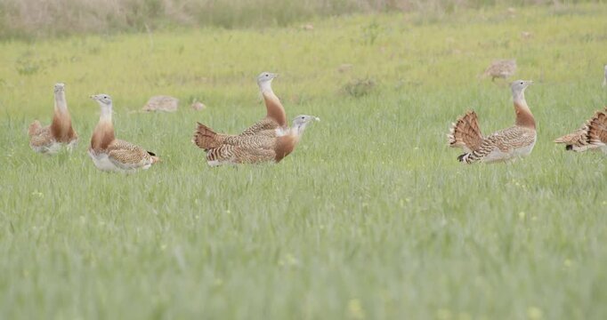 A male great bustard in full courtship display, assaulting a rival male within the lek, in the meadow during the spring breeding season, in La Mancha, Spain.