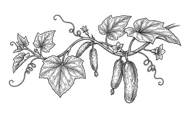 illustration of cucumbers growing on a vine with leaves and flowers. © trianatio