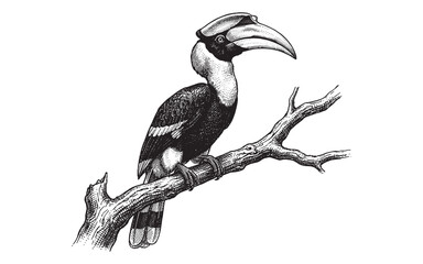 tropical hornbill bird perched on a tree branch engraving vector illustration © trianatio