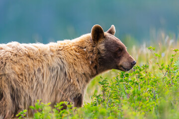 Fototapeta premium North American Black Bear (Ursus americanus), Blonde black bear in a grassy field, Waterton National Park Canada