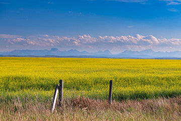 Canola Field With Rustic Fence and Distant Rocky Mountains Under Blue Sky