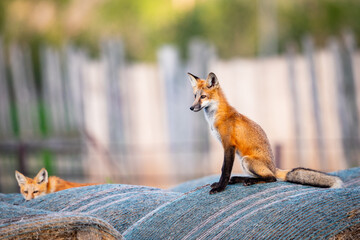 Red Fox Family (Vulpes vulpes), Pair of foxes on a pile of hay bales.

