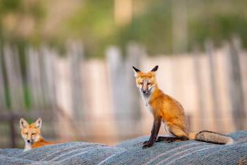 Red Fox Family (Vulpes vulpes), Pair of foxes on a pile of hay bales.
