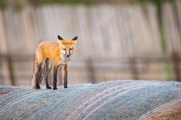 Red Fox Family (Vulpes vulpes), Pair of foxes on a pile of hay bales.
