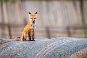 Red Fox Family (Vulpes vulpes), Pair of foxes on a pile of hay bales.
