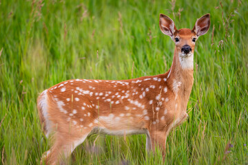 Mule Deer Fawn, Alberta Canada

