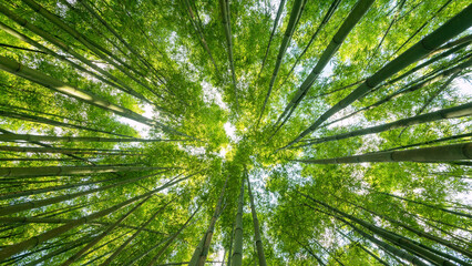 Bamboo nature background, view up