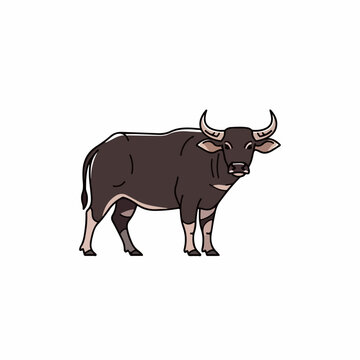 anoa animal vector illustration