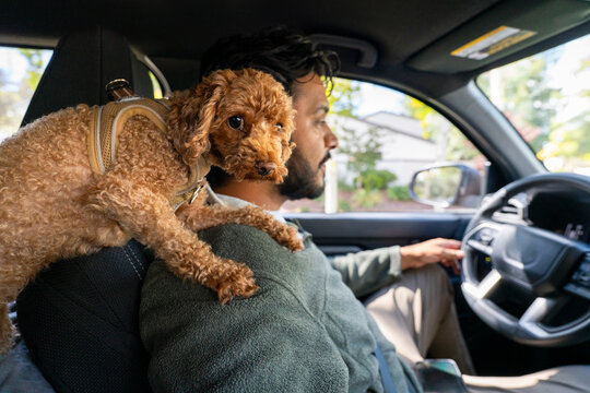 toy poodle with owner 