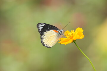 Fototapeta premium Close up of a Delias belisama butterfly, commonly known as the Sunda Jezebel, perched on a wildflower.
