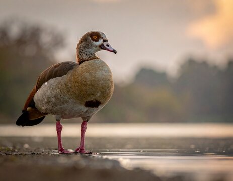 Elegant Egyptian Goose Standing Proudly on the Shoreline, Capturing the Serene Morning Light.