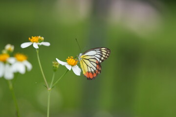 Fototapeta premium Close-up of a Common Jezebel butterfly (Delias eucharis) resting on a flower