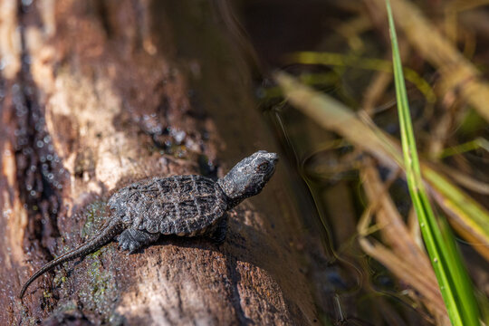 soil-colored tiny snapping turtle hatchling on a log