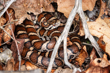 red patterned milk snake with Sceptre symbol on head blends perfectly with leaf litter