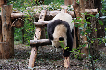Obraz premium Giant panda walking in the zoo