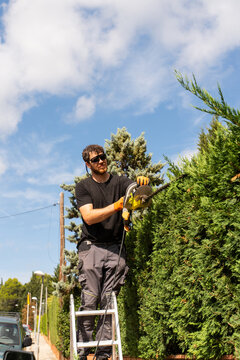 Man Trimming Hedges