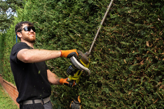 Man Trimming Hedge 