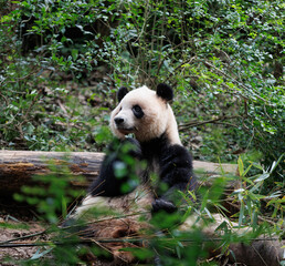 Fototapeta premium One giant panda in the zoo