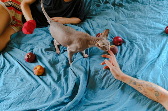 a man's hand and a gray sphinx cat