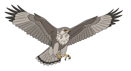 Obraz premium Dynamic avian predator illustration showcasing a majestic hawk in full flight with powerful wings outstretched and keen eyes focused a striking