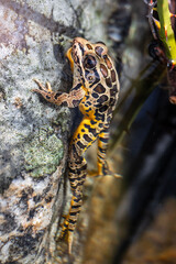 Fototapeta premium colorful pickerel frog hanging on in crystal clear water with rock closeup