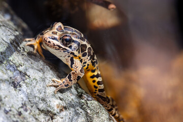 Fototapeta premium colorful pickerel frog hanging on in crystal clear water with rock closeup