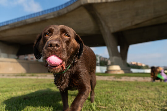 Dog holding ball