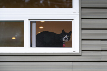 Black and white tuxedo pet cat laying in a window looking out and watching the outside  © knelson20