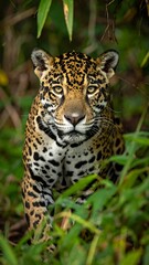 Fototapeta premium A large cat with orange and black spots crouches in green foliage