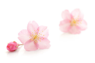 桜 花 ピンク 春 白 背景