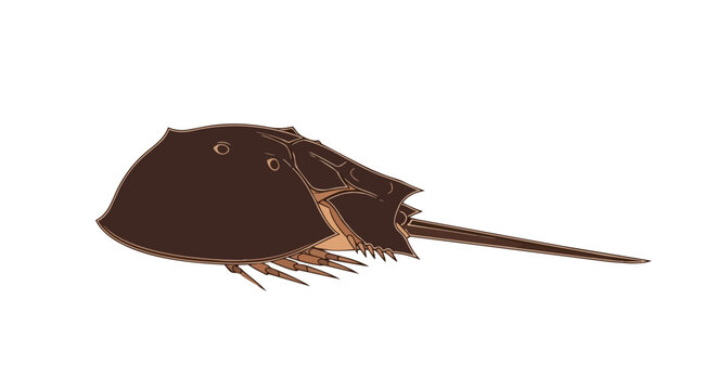 Ancient marine arthropod illustration, depicting its unique armored form and distinctive telson in a simplified vector style against a clean