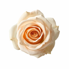 Beautiful white rose with orange center isolated on transparent background