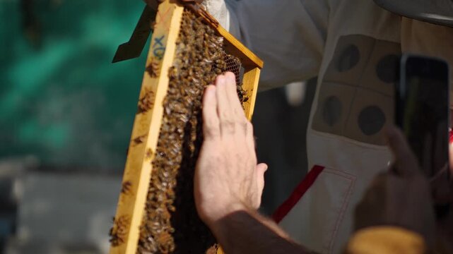 Beekeeper touching bees with bare hand