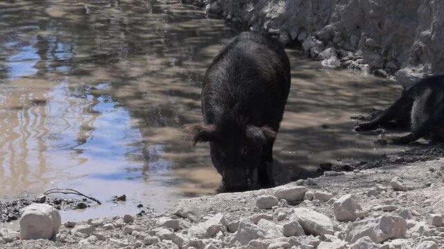 close-up of a European wild boar drinking water.
