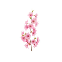 Fototapeta premium Delicate Pink Cherry Blossoms on a Branch