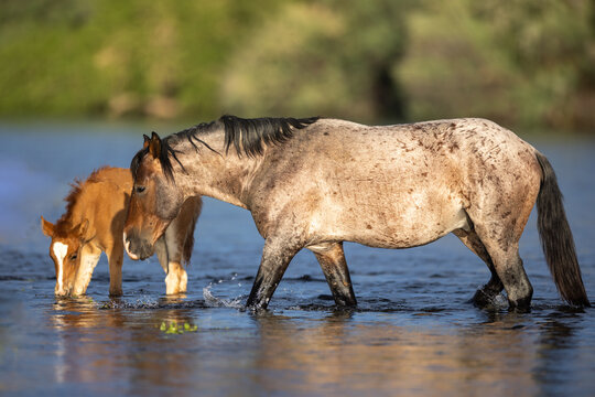 Mustang wild horse Bay Roan stallion with chestnut baby colt reflecting in the Salt River near Mesa Arizona United States