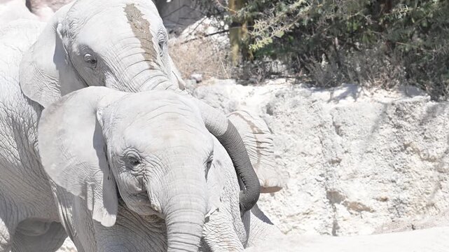  elephant mating in the sand.