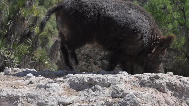European wild boar walking in its habitat.
