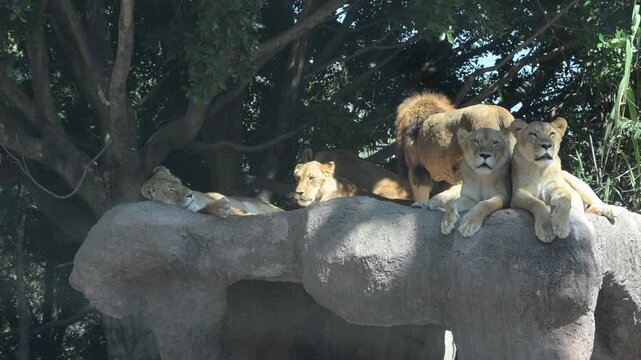 group of lions resting on a huge rock.