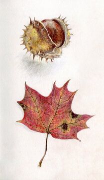 Autumn leaf and nut art
