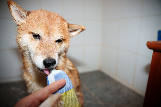 Dog Enjoys Tasty Treat when Bathed